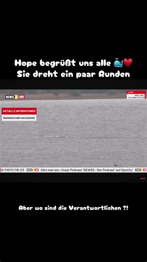 Hope dreht einfach ihre Runden! 🐳 Die ersten die am Start waren, war das Team von @news5live vielen Dank dafür ! Ohne euch wäre es nicht möglich gewesen das mitzuerleben . Keine Spur von den Verantwortlichen des Team 🥺. #hope #wal #ostsee @NEWS5 LIVE