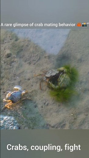 🦀 Crabs Mating in the Ocean 🌊 | Rare Natural Moment | Marine Life#Crabs #CrabMating #MarineLife