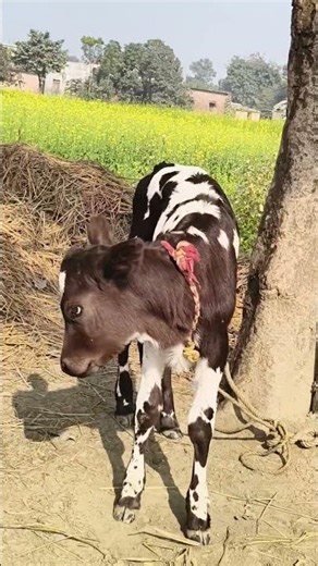 cow ka bacha