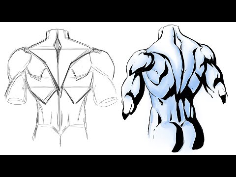 How to Draw and Shadow the Back Muscles