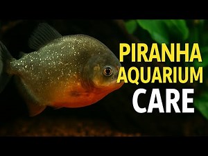 Piranha Fish Care Guide | Myth vs Reality in Your Aquarium
