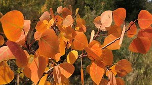 2021 Colorado aspen tree viewing guide: How have wildfires impacted the color show
