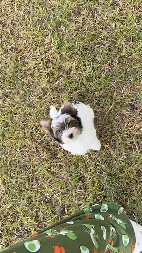 #Hermie #biewerterrier #offleash #dogster #puppy #cutedoggies #yoshi #outside #yorkie #cute #pets