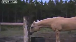 Man running away from Cow FUNNY