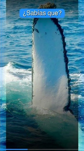 Los cantos de ballenas te sorprenderán #shorts