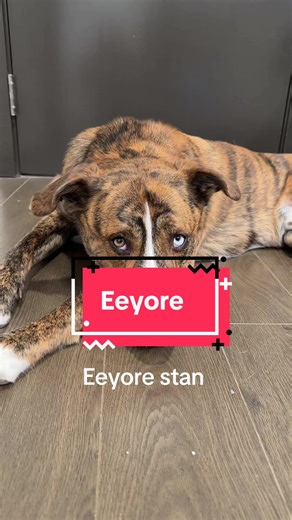 Bubs always looks sad … channeling his inner Eeyore I guess 🤷🏼‍♀️#eeyore #fyp #dogsoftiktok #sad #cute