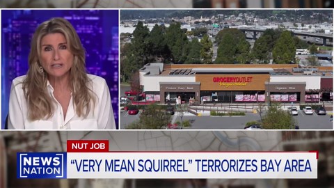 Mean squirrel is terrorizing Bay Area, sending two to hospital | Banfield