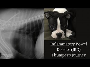 Canine IBD (Inflammatory Bowel Disease) - An Owner's Story - What You Should Know & Expect