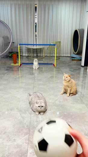 keep getting hit 🤣 #cat #catvideo #talentedcat | gatos jugando futbol