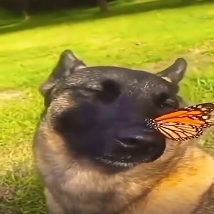 dog with butterfly on nose
