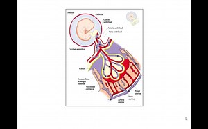 BIOLOGIA MC - Fecundación y Embriogénesis Parte 2 (Embriogénesis)