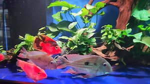 Blood Parrot / Geophagus Winemeleri & Severum can be best cichlid tank mates!! | Aquatico Aquarium