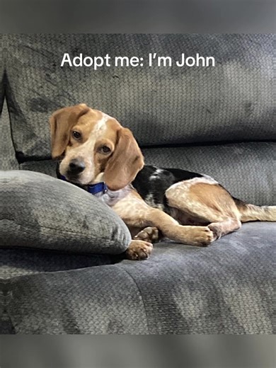 Adopt John: A Playful Beagle Seeking His Forever Home