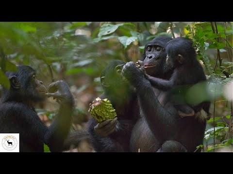 Bonobo - Rare In Animal Kingdoms, Their Groups Or Society Dominated By Female Members