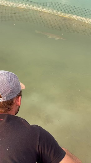 1.2M views · 14K reactions | Hand Feeding Brazos! | The Fish Whisperer | Facebook