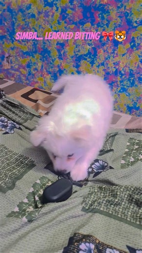 cute simba 🎀🐯 #ytshorts #simmba #puppy #dailyvlog #viral #cute #tinybaby #pets #newyoutuber