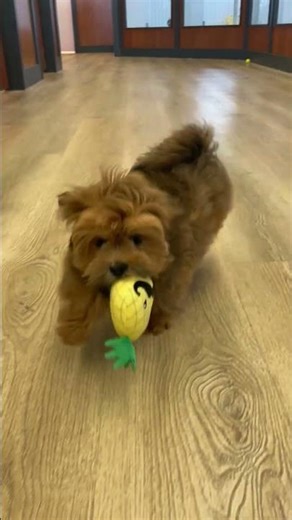 Meet Gill! The Cutest Fluffy Lhasa Apso Puppy 🐶🍍 | Happiness Is Pets Schererville