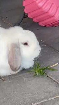 Cinnamon the plant thief! #rabbiteating #cutenessoverload #bunny
