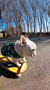 131K views · 2.2K reactions | This little French bulldog has some impressive skills to show off. Its owner, 29-year-old Zhao Chen who lives in northeast China's Shenyang, started training his beloved pet two years ago, and they have bonded even closer with the sport. #FunChina | China Plus Culture | Facebook