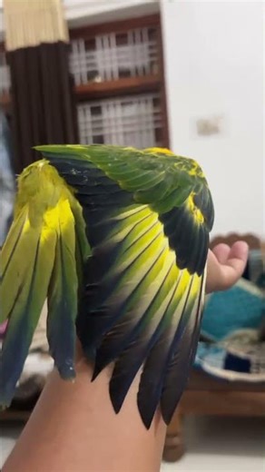 sun conure parrot 🦜