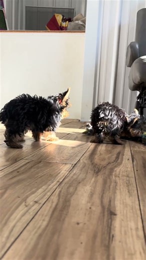 Male Teacup Yorkshire Terrier