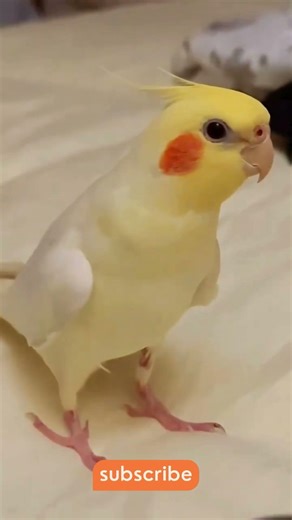 Cockatiel chick stomping its feet 😃😃 So cute and adorable #parrot #parrots #funny #shorts