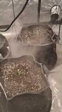 miracle alien 👽 cookies 🍪 after germination!!!