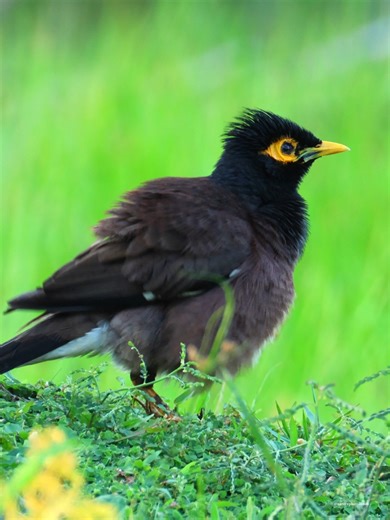 Myna birds | 𝐍𝐚𝐭𝐮𝐫𝐞 𝐏𝐡𝐨𝐭𝐨𝐬 𝐁𝐨𝐨𝐤