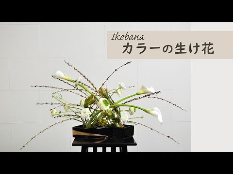 【カラーの生け花】 初心者でもコツが分かればとっても簡単！ 生け方の基本からアレンジまでサクッと紹介。Japanese ikebana lesson for beginners