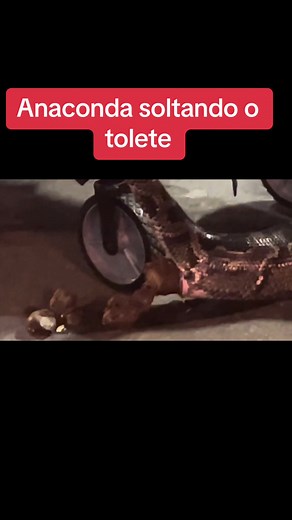 reinoanimal_ no TikTok