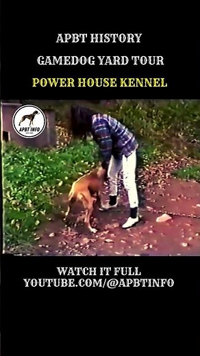 GAMEDOG HISTORY 🎞️ INSIDE POWER HOUSE KENNEL