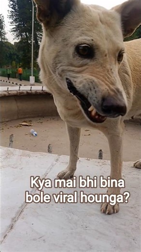 Smiling dog #dog #smile #cute #binaboleviral #dogloversdog #streetdog #shorts