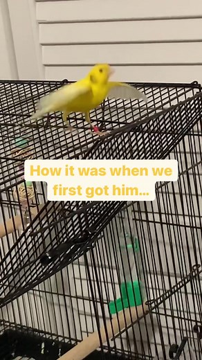 Building Trust with Your Canary: A Guide to Taming and Bonding