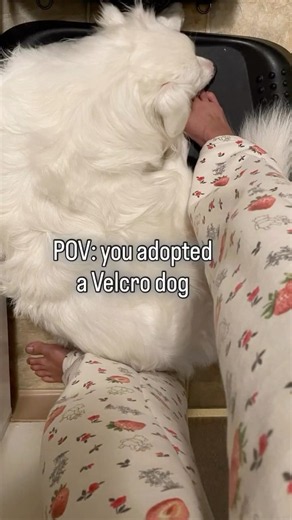 you adopted a velcro dog. Follow along for antics & daily adventures of this deaf Aussie Shepherd