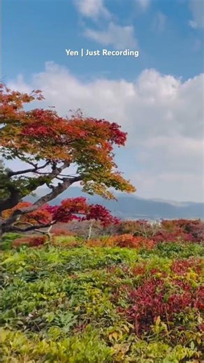 10.40am Okochi Sanso | The view from Daijo-kaku 1040am大河内山荘｜大乗閣からの景色 大河内山庄｜从大乘阁看到的风景 #京都自由行究極攻略