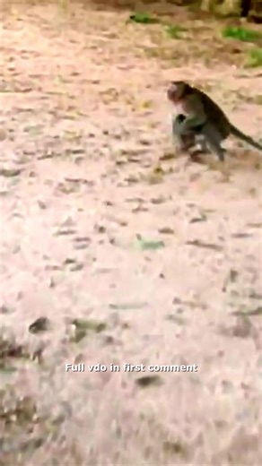 47K views · 694 reactions | Elder Sister Monkey Tries to Save Tiny Monkey from At_tack 沈 Check full vido in first comment | Hello Monkey | Facebook
