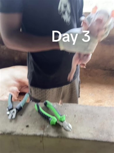DAY 3 Clipping of teeth, Ducking of tail and administration of Iron. Clipping of teeth prevent injuries to both the sow and the piglets themselves. The sharp teeth can cause painful lacerations to the sow's udder during suckling, potentially leading to mastitis or reduced milk production, and can also injure other piglets during fights or play while tail docking is performed to reduce tail biting and cannibalism among pigs.#livestockfarmer #livestockfarming #porklovers #pigfarmer #pigfarmer #pig