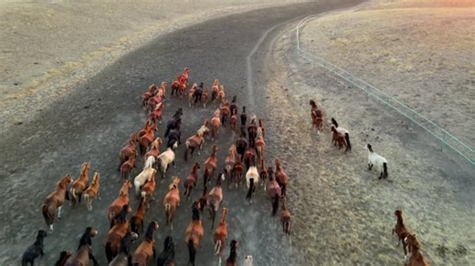 Horse, Pony, Mammal, Equine