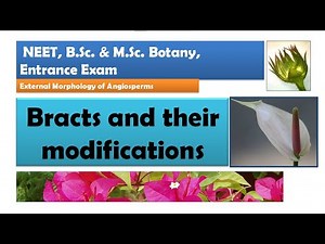 Bracts and their Modification | NEET, B.Sc. & M.Sc. Botany