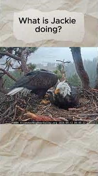 Persistent Jackie🦅vs Stubborn Shadow🦅Will🐥🐥 Get More🐟? Will Daddy Give up?😁