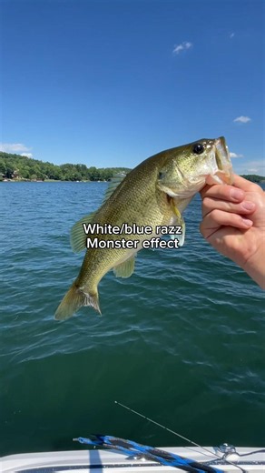 White Monster and fishing is peak #fishing #fihh #bassfishing #bassproshops