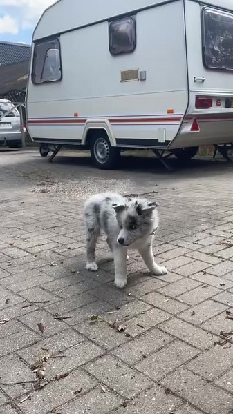 Baby Diesel: Adorable Leaf Catching Moments