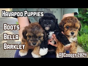 Havapoo Puppies * 5 weeks old * B Litter * Bella Available * ABCdoggy 2024