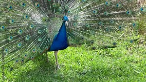 the peacock spread its tail and walks on the green grass