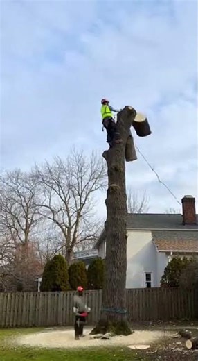 Timber Time: The Lumberjack Time-Lapse Experience