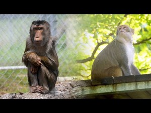 Rescued macaques Magilla and Willie get a second chance in sanctuary