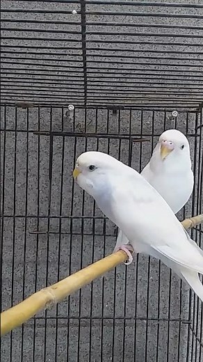 Australian parrot voice 🐦 beautiful voice ♥️ white parrots 🌹
