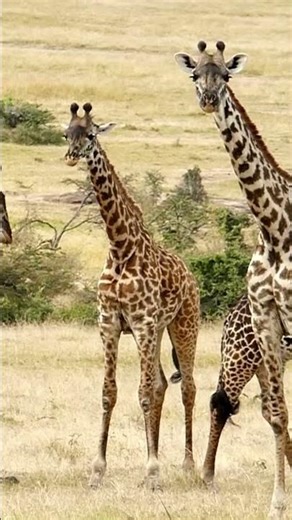 The Secret Behind How Giraffes Sleep Safely in the Wild 🦒🌙