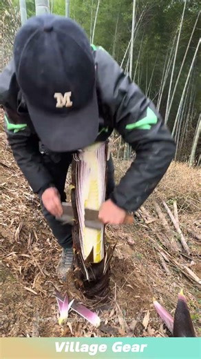 Harvesting satisfying bamboo shoots! #satisfying