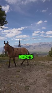 2 Tips for feeding HORSES and MULES in the mountains. #horse #horseriding #mule #equestrian | MTN BUILT USA